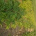 多花芍药苗30~40cm