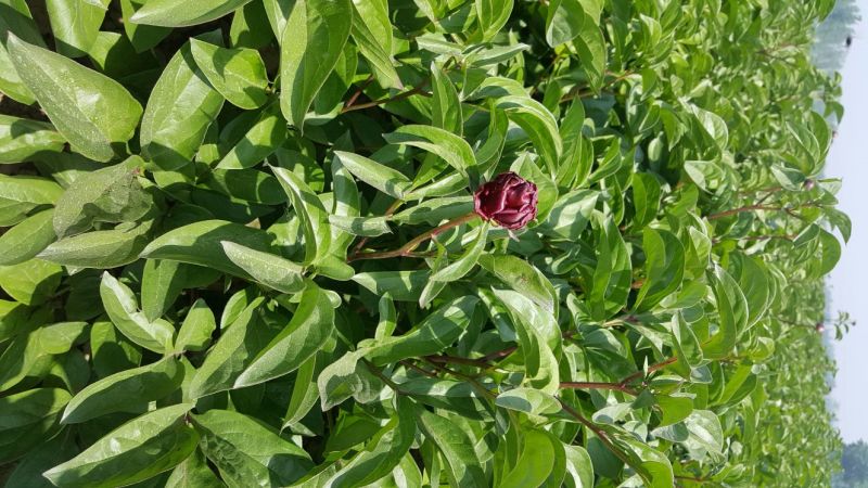 多花芍药苗30~40cm