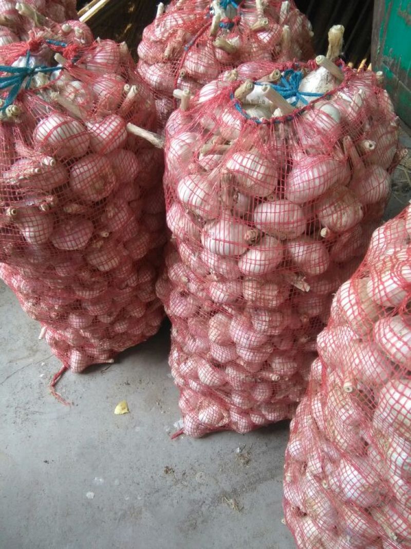 大蒜混级统货干蒜本地大蒜红皮红瓣，都是从薄上晾晒无霉