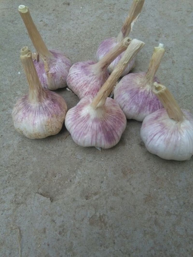 大蒜混级统货干蒜本地大蒜红皮红瓣，都是从薄上晾晒无霉