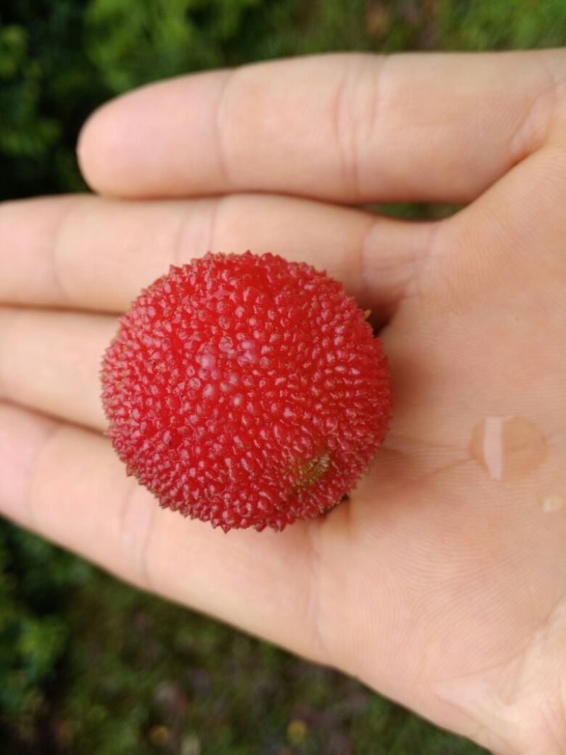 东魁杨梅2.5~3cm