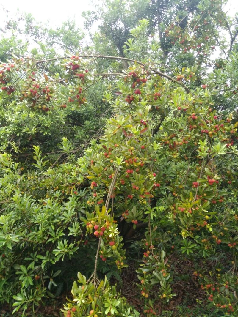 东魁杨梅2.5~3cm