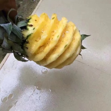 菠萝树苗