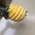 菠萝树苗