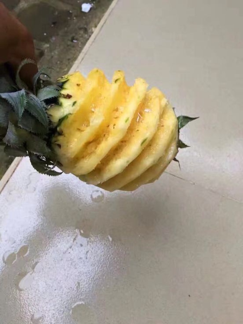 菠萝树苗