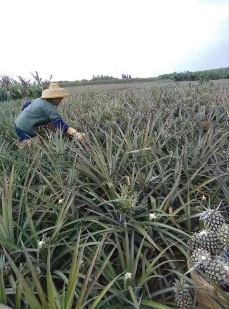 菠萝树苗
