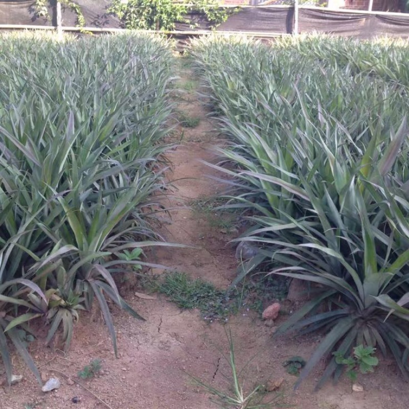 菠萝树苗
