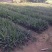 菠萝树苗