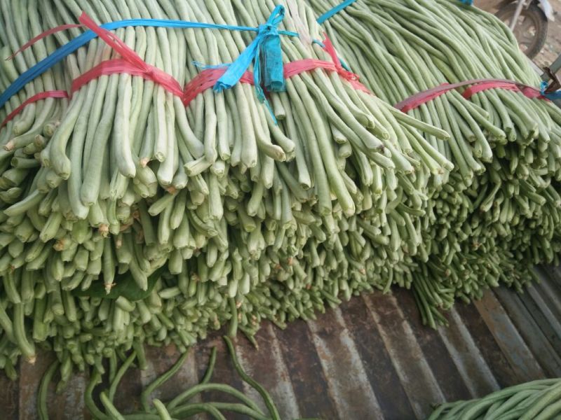 长豆角70厘米以上