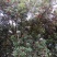 杨梅5~6cm