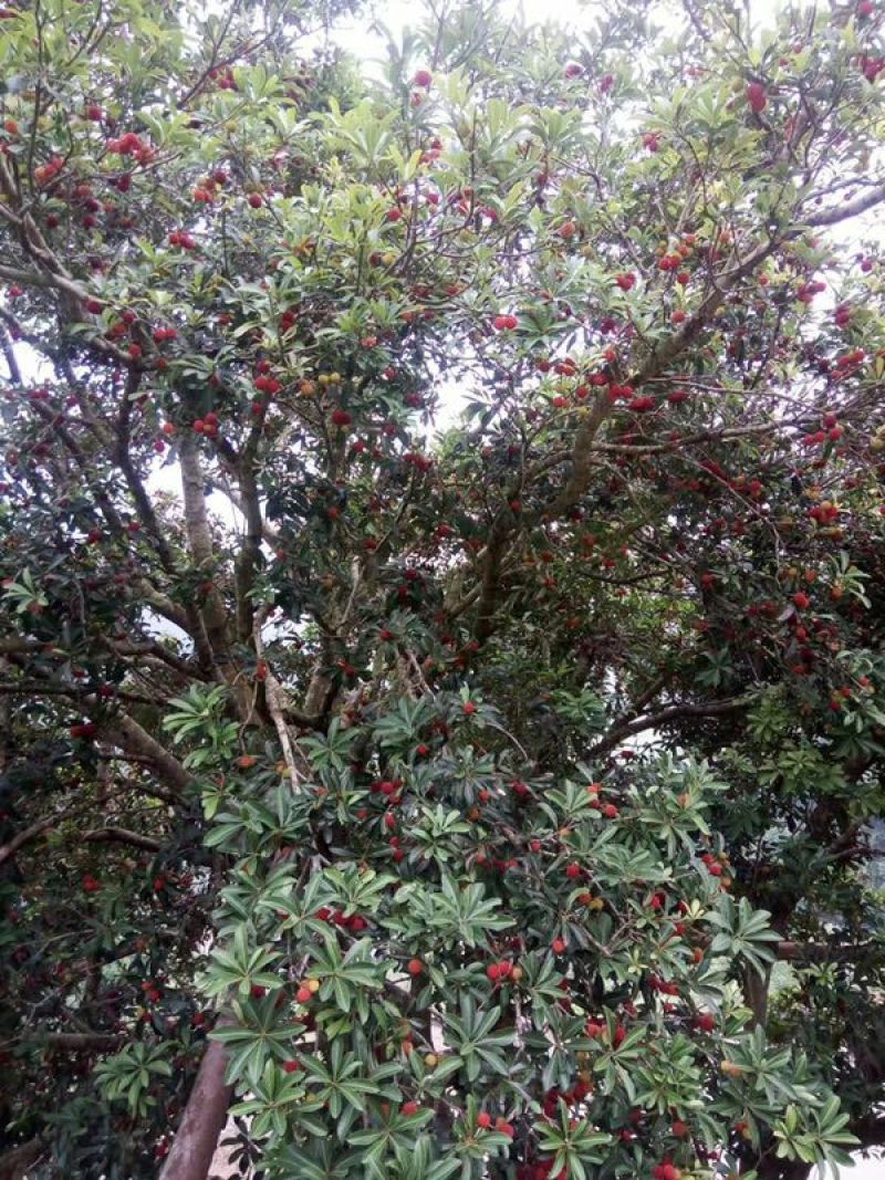 杨梅5~6cm