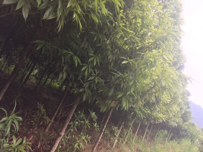 小叶桢楠