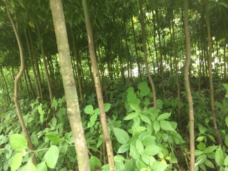 小叶桢楠