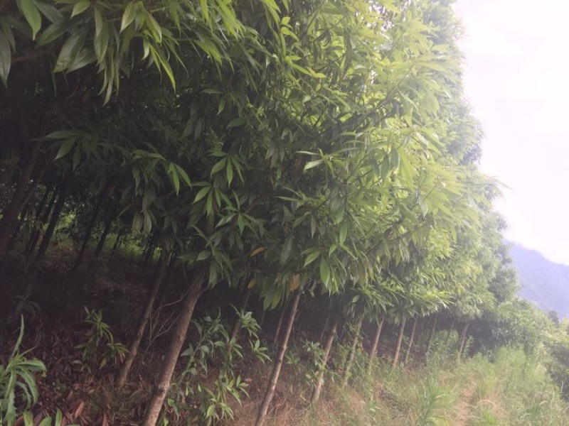 小叶桢楠