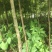 小叶桢楠