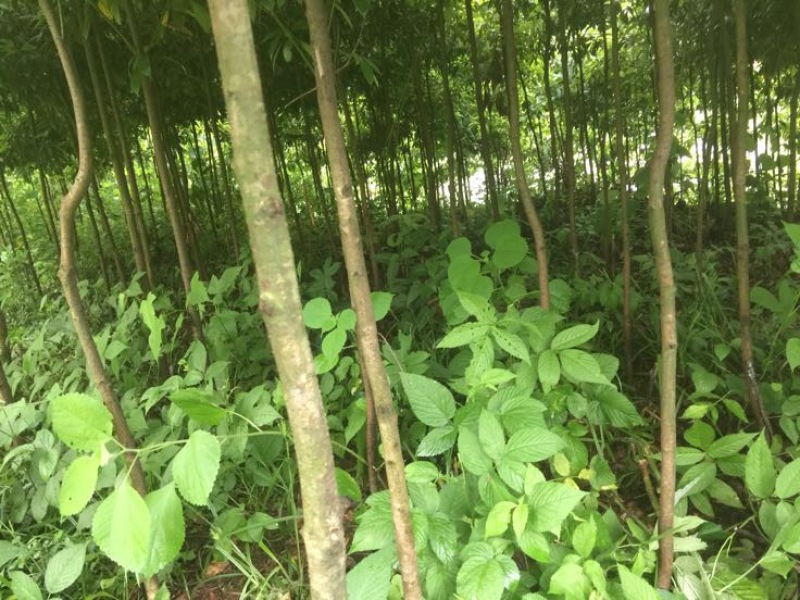 小叶桢楠