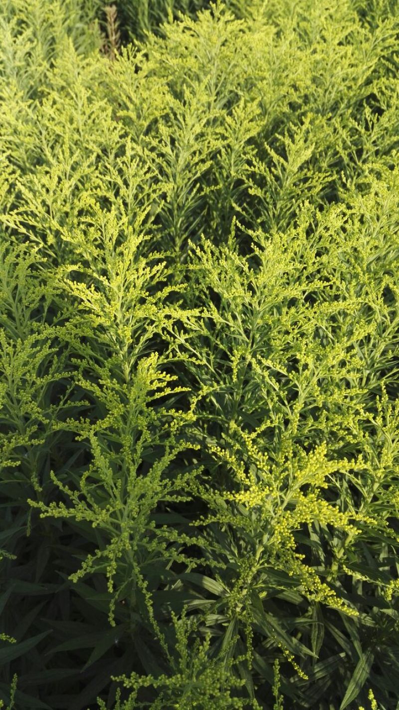 黄莺草50~100cm