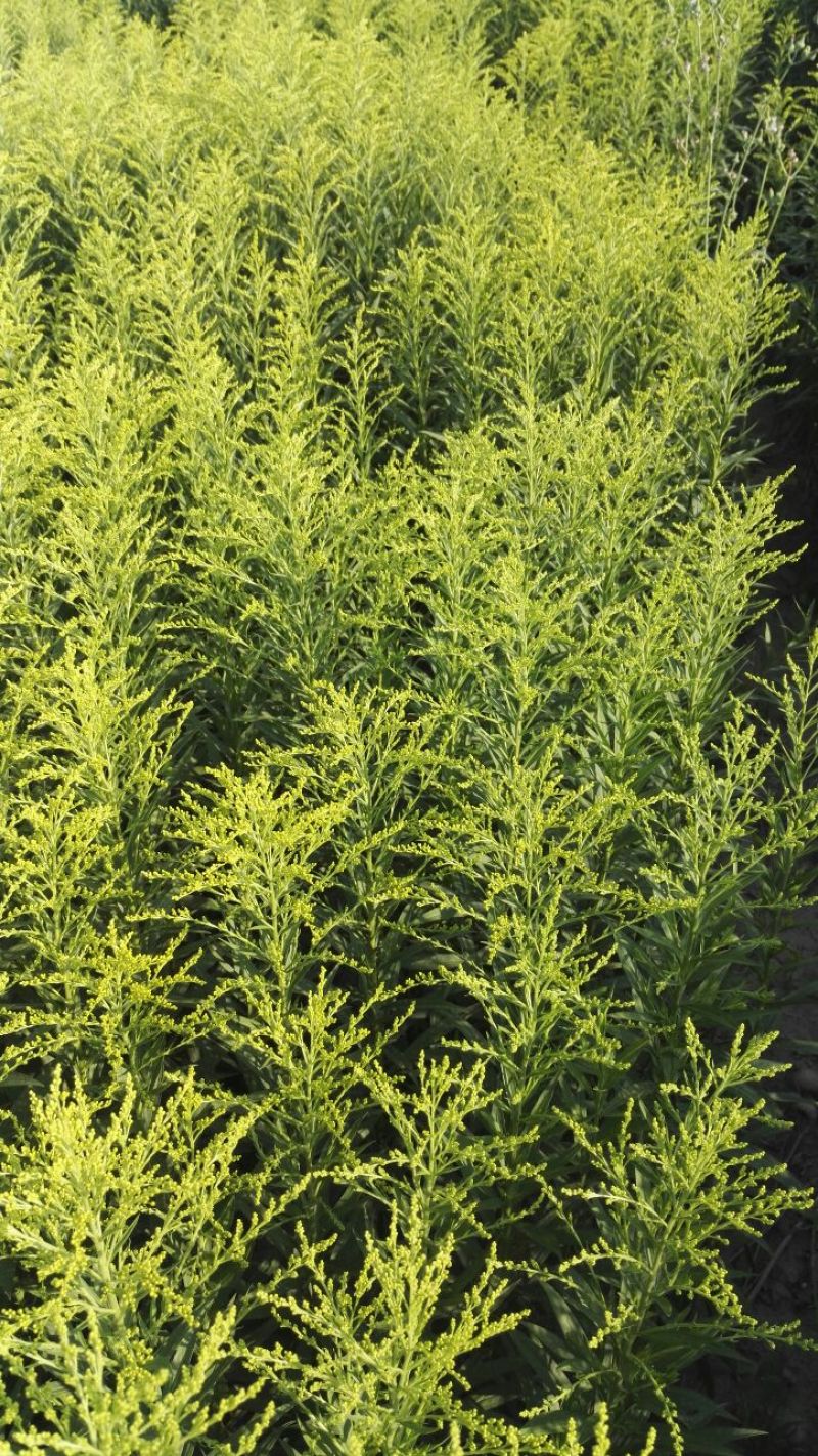 黄莺草50~100cm