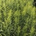 黄莺草50~100cm