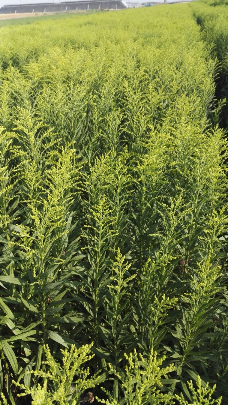 黄莺草50~100cm