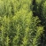 黄莺草50~100cm