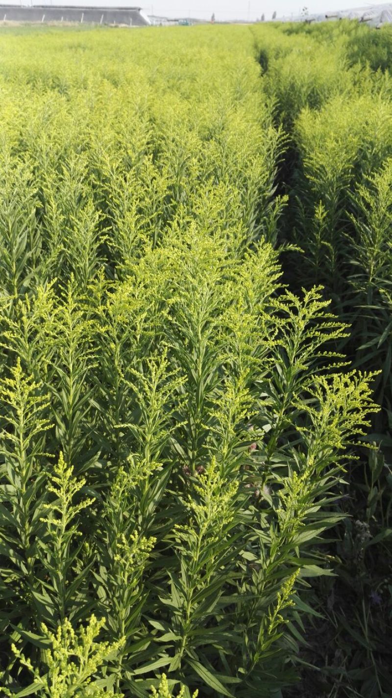 黄莺草50~100cm