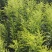 黄莺草50~100cm