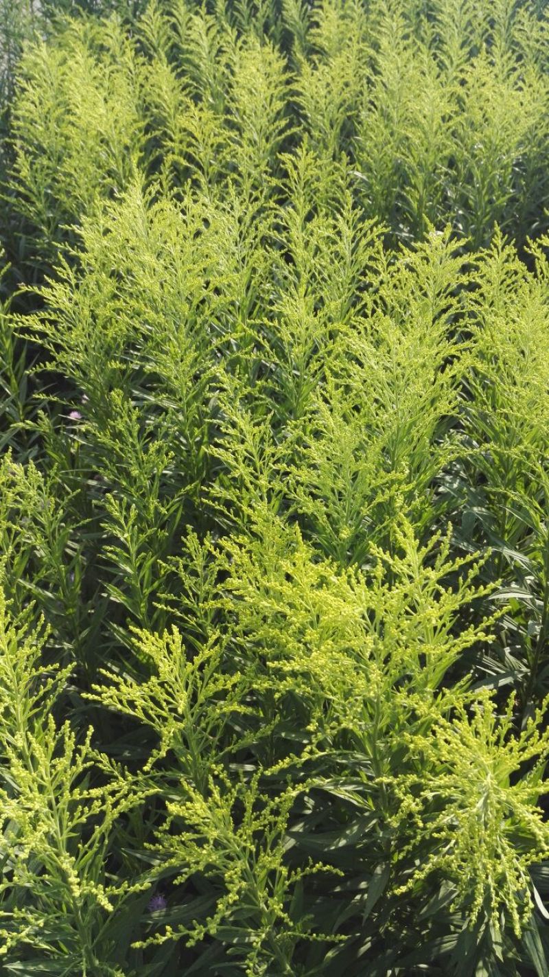 黄莺草50~100cm