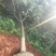 香樟8~10cm6~8cm2.5~3米