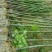 香樟8~10cm6~8cm2.5~3米