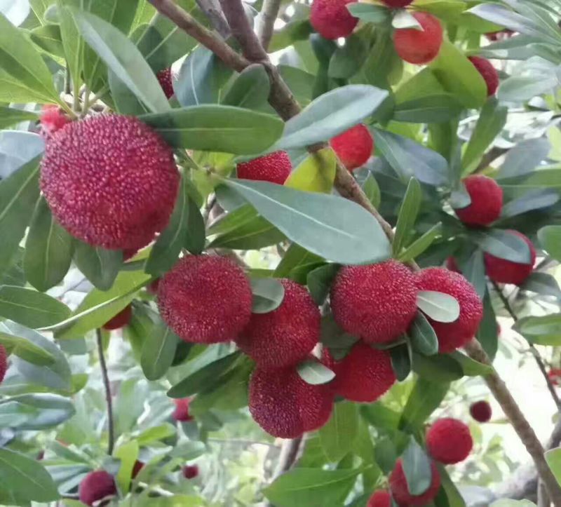 东魁杨梅3~4cm