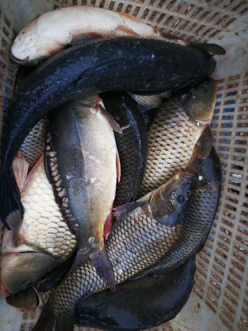 鲤鱼1~2公斤食用