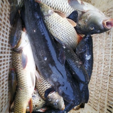 鲤鱼1~2公斤食用