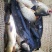 鲤鱼1~2公斤食用