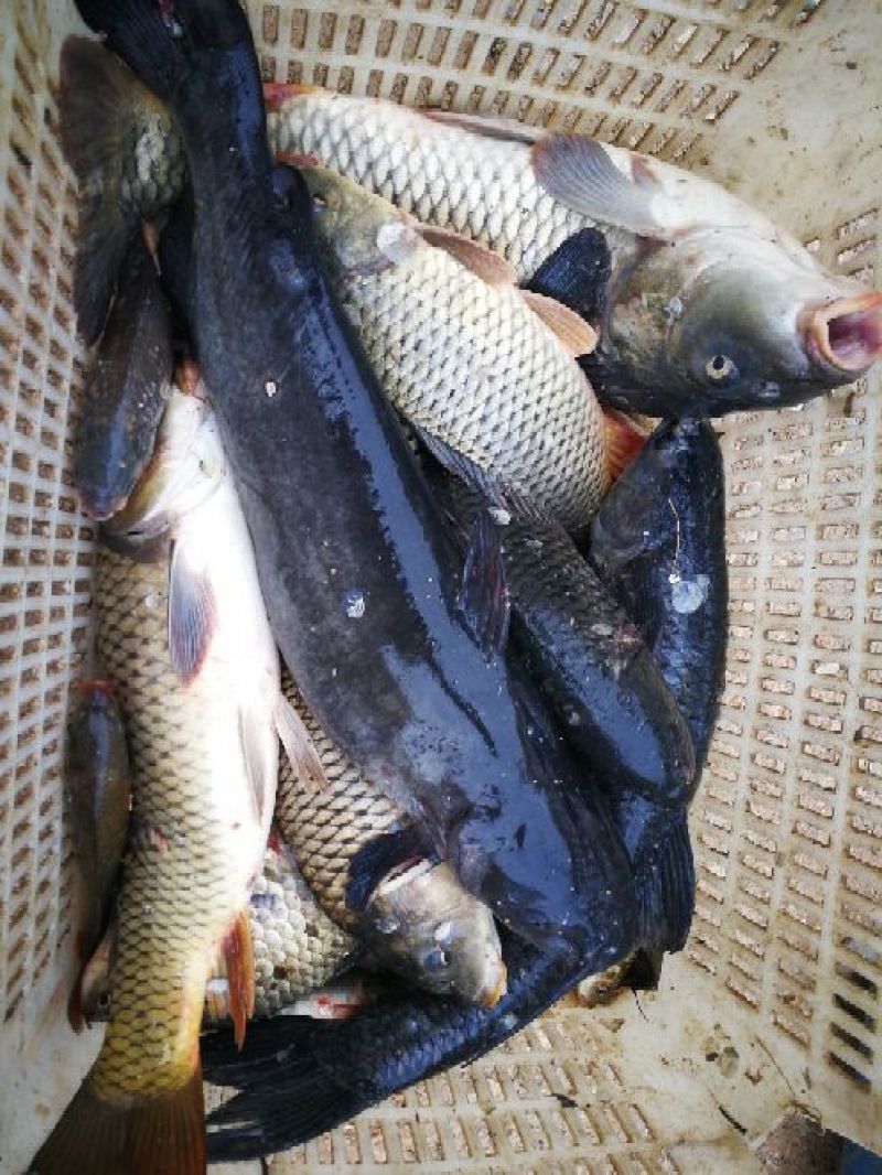 鲤鱼1~2公斤食用