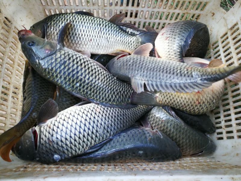 鲤鱼1~2公斤食用