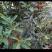 仙居杨梅2~2.5cm