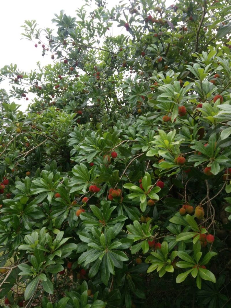 东魁杨梅4~5cm