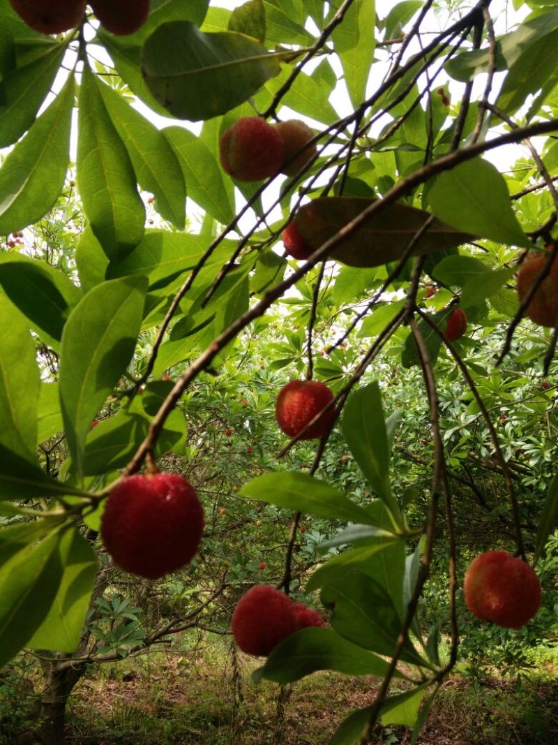 东魁杨梅4~5cm