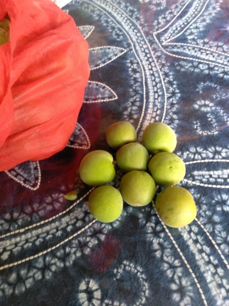 梅子15~20g