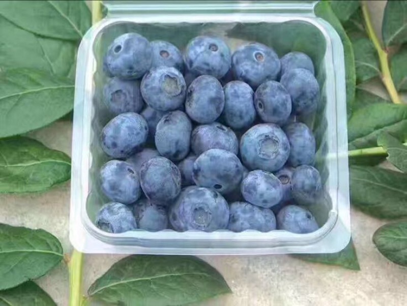 蓝丰蓝莓