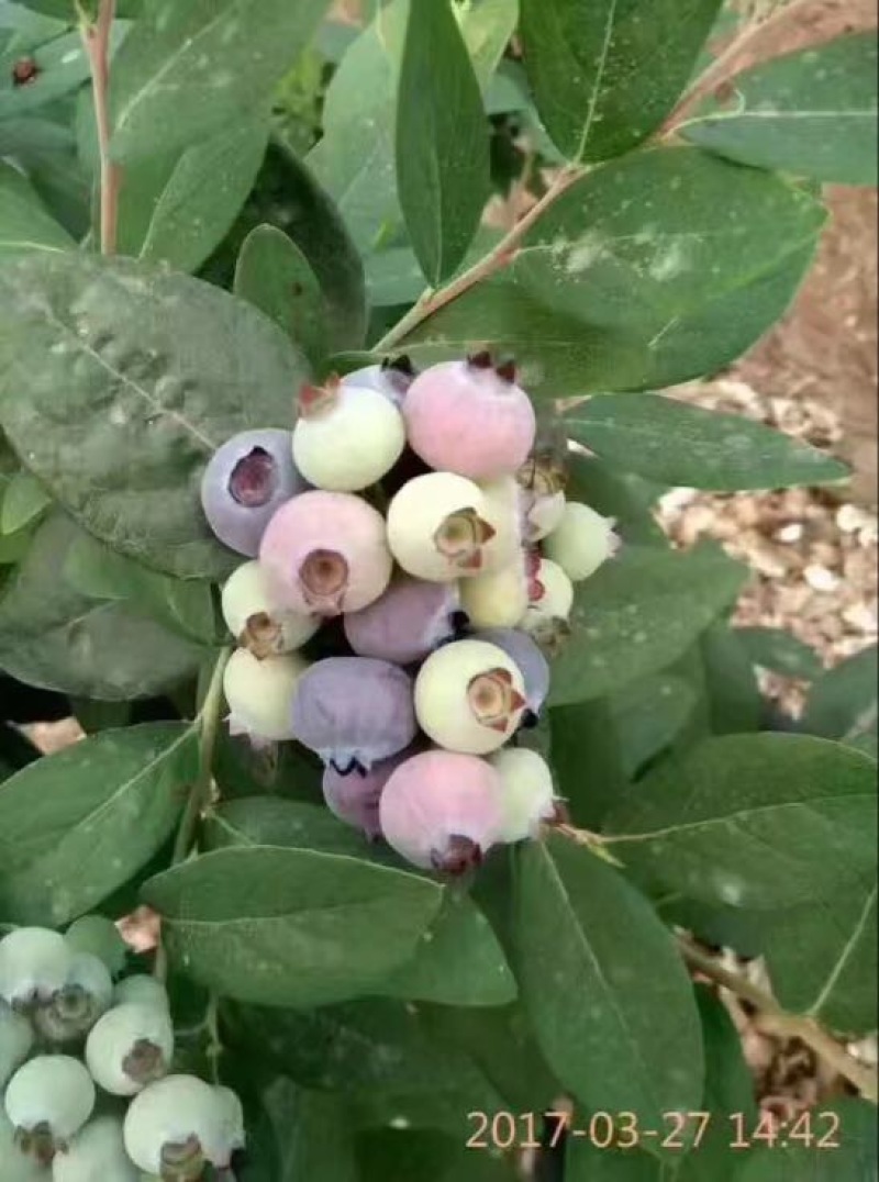 蓝丰蓝莓