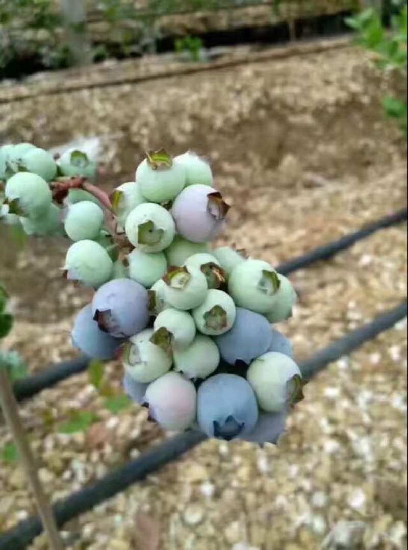 蓝丰蓝莓
