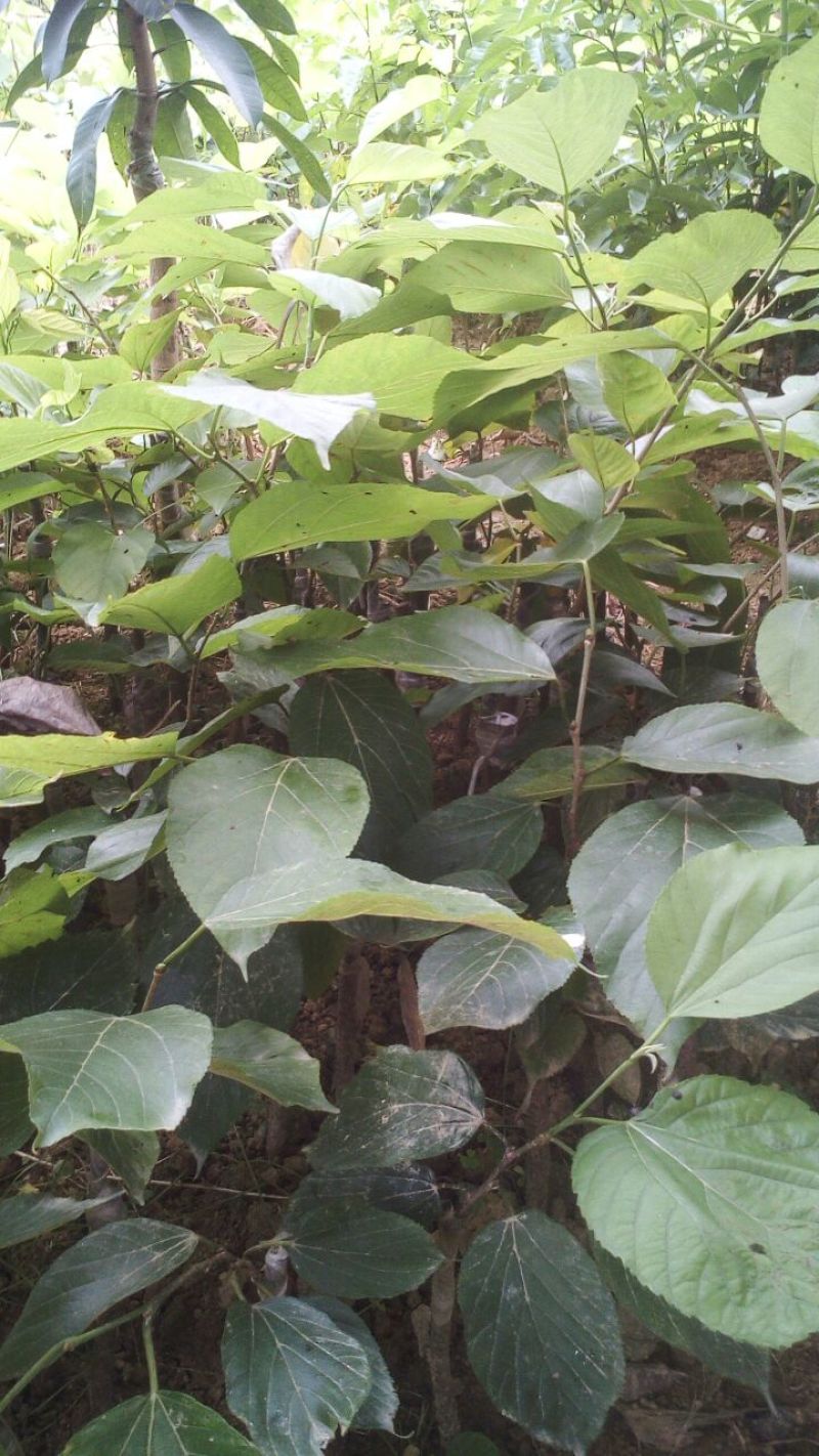 长果大果桑树苗质量保障一手货源基地直发欢迎来电合作