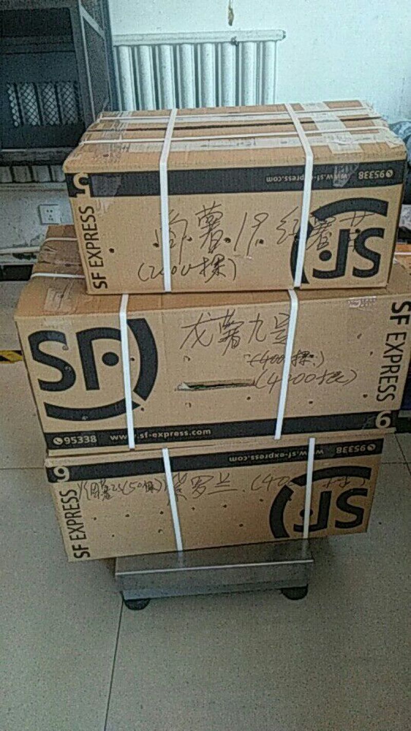 红薯苗15~25cm
