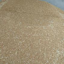 新小麦，河南优质小麦，量大价格，代办火车运输