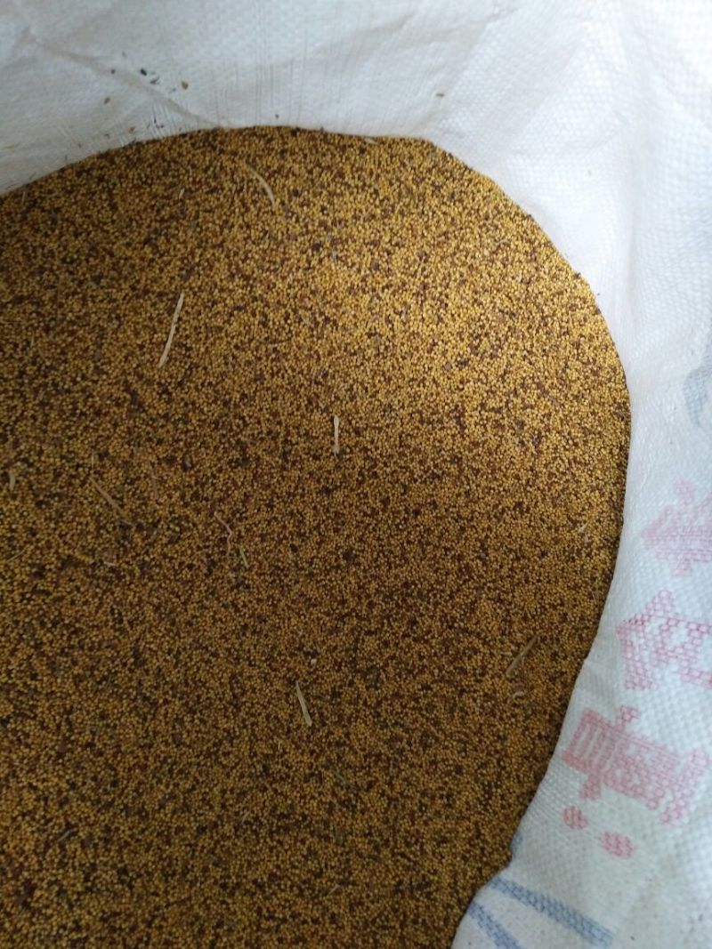 菜籽1货品保证，水分干，无杂物，颗粒饱满。系列