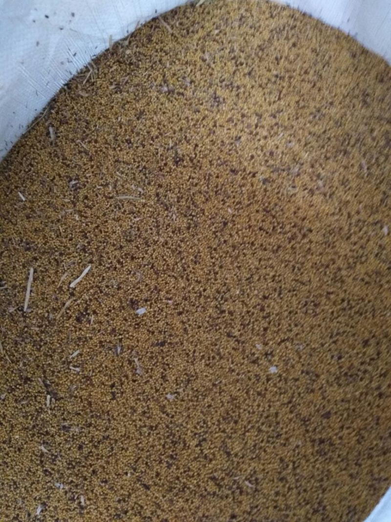 油菜籽1货品保证，水分干，无杂物，颗粒饱满。
