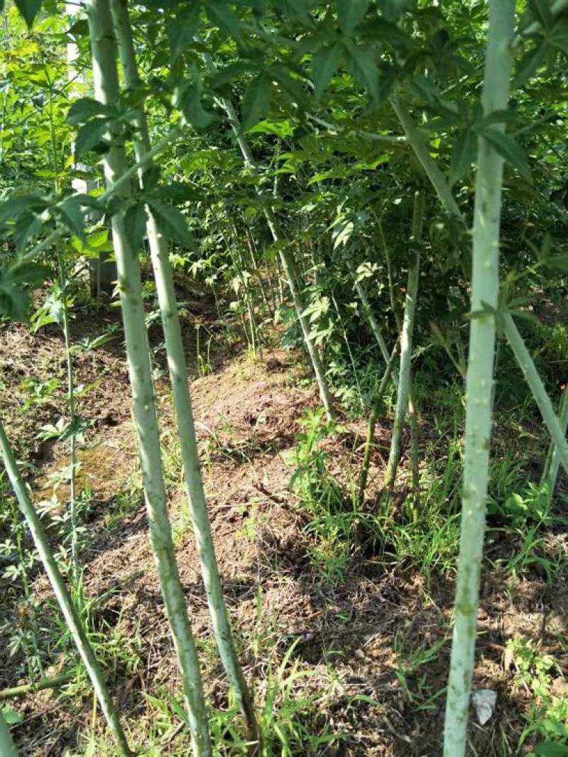 覆盆子苗
