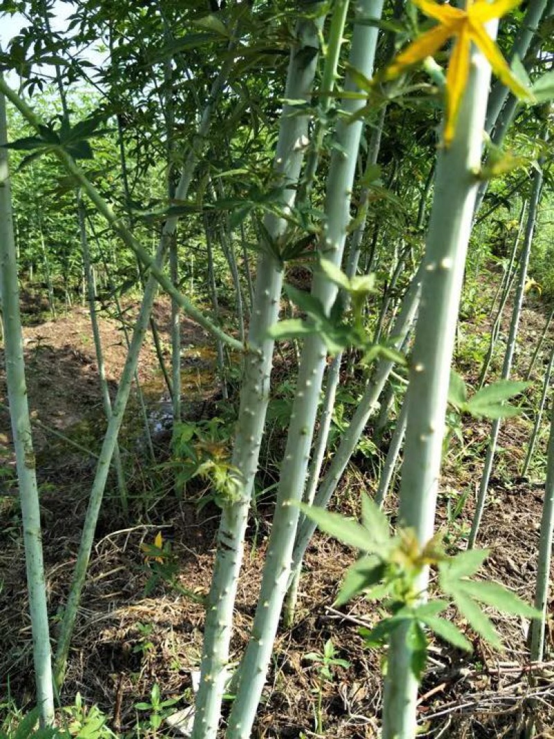 覆盆子苗